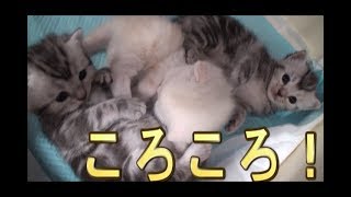 【猫好き】ころころ!(スコティッシュフォールド)《funny cats》
