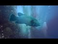 Видео Alexander Belozor - underwater artist Александр Белозор underwater painter