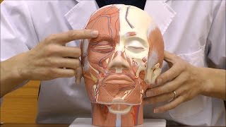 頭・頚部の筋肉モデル，血管付：動画