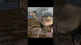 Camels Used To Be That Big? Let Me Know What You Think Of The Anotylopus