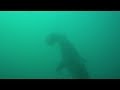 Baited dive on Protea Banks with Tiger shark in murky water Baited dive on Protea Banks with Tiger shark in murky water