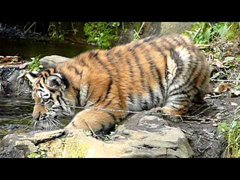 04-多摩動物公園の子トラ。Cute　Tiger Cubs．