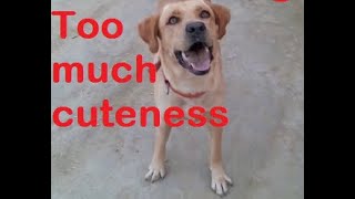 adult labra female Rs10000