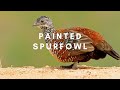 Painted Spurfowl Sound - Painted Spurfowl Singing - Painted Spurfowl Call - Painted Spurfowl Voice