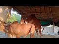 gir cow and gir bull meeting video