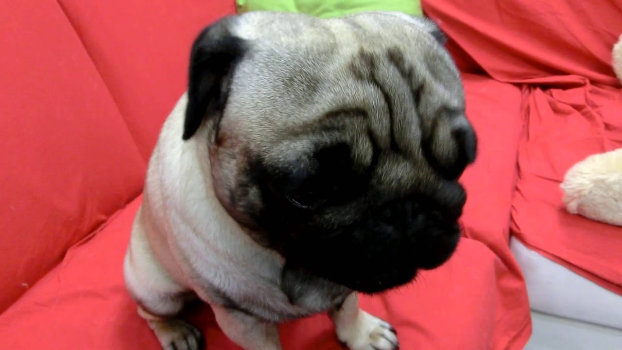 watermelon pug pug spartacus eats watermelon with a fork watermelon pug pug spartacus eats watermelon with a fork