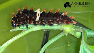 Caterpillar Of Common Rose Erfly Eating Leaves Of Worm Killer Plant Aristolochia Bracteata
