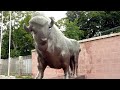 Зоопарк Киев • Бурые медведи Потап и Настя