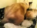 il gatto che monta il suo amico cane!!!