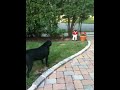 My dog barking at lawn jockey
