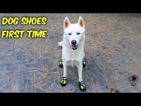 Dog Days of Summer Coolest Dogs of 2018 | Funny Pet Videos