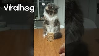Cat Doesn't Want Your Cookies || Viralhog