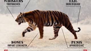 TigerPedia