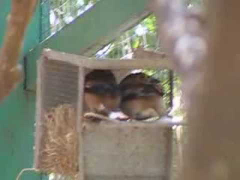 Hawfinch call download