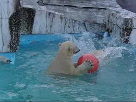 ブイ略奪　（札幌円山動物園のホッキョクグマのお子ちゃま）