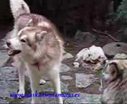 Siberian Husky Vs Alaskan Malamute: La charla de Dreamy 0.57 min.