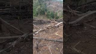 Viral Gigit Semut