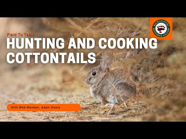 Watch Field To Table: How to Hunt and Cook Cottontail Rabbits on YouTube.