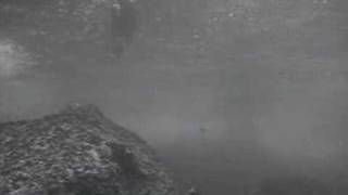 Seal2