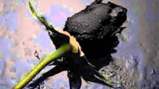 Watch Outlawz Black Rose video