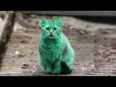 Раскрыт секрет зелёной кошки из Болгарии