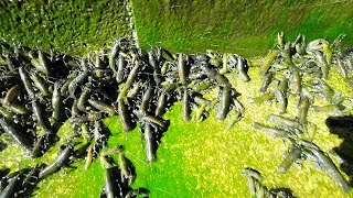 Incredible Yabby Phenomenon, Yabbies On The March. We Rescued 100S Of Trapped Yabbies