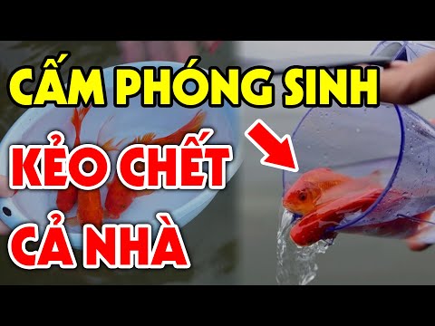23 Tháng Chạp CẤM THẢ PHÓNG SINH Khi Cúng Ông Công Ông Táo Nếu Chưa Biết Điều Này Kẻo Hối Không Kịp