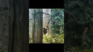 Orangutans Traversing To Platform.