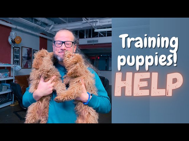 Puppy Training