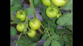 Aromaseeds Tomato