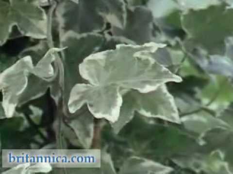 Plants: Photosynthesis