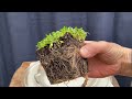 Planting the Tiny Flower Pots in my Wild Grape Vineyard Penjing. 27-Mar-2024