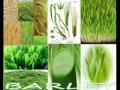 Sante Pure Barley from New Zealand - Where to Buy Sante Barley Cebu