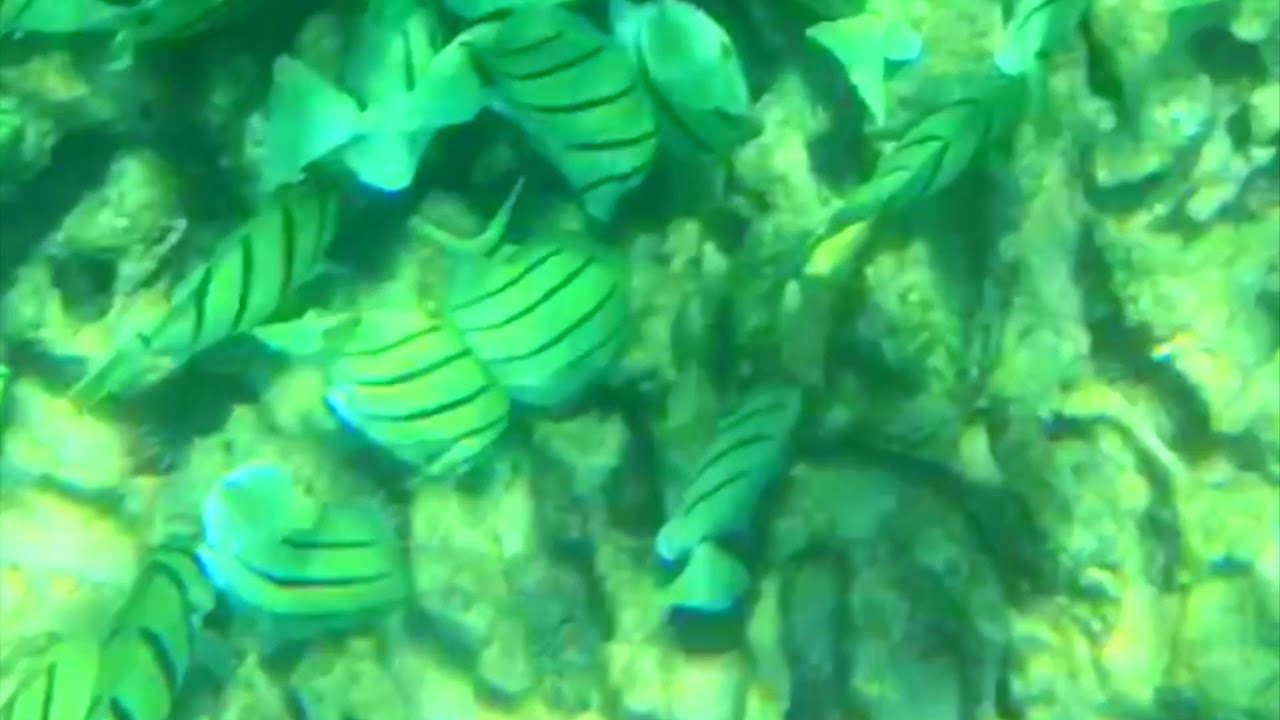 E04 - KAUAI SNORKELING