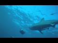Baited dive on Protea Banks with Tiger shark in crystal clear water Baited dive on Protea Banks with Tiger shark in crystal clear water