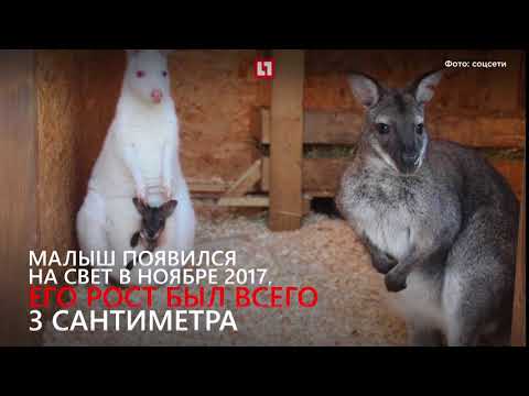 Кенгуренок-мамсик Кенгуренок-мамсик