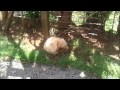 porco