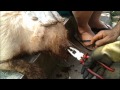porco