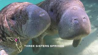 Discover Florida's Freshwater Springs
