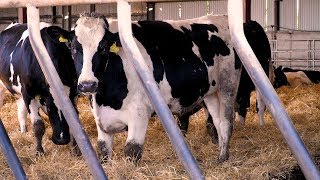 彼得·伯恩(Peter Byrne)的农场:Teagasc 绿色英亩小牛牛肉