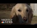 Service Dog Receives College Diploma Alongside Owner | NBC Nightly News