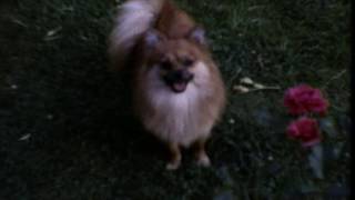 Watch Sun Kil Moon Jim Wise video
