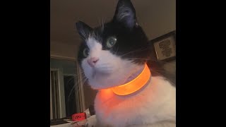 Cat collar GPS tracking options