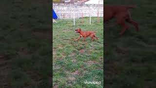Pe Exercice De Recul Avec Oluna Staffordshire Bull Terrier
