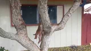 Chemi, The Pit Bull Climbs A Tree
