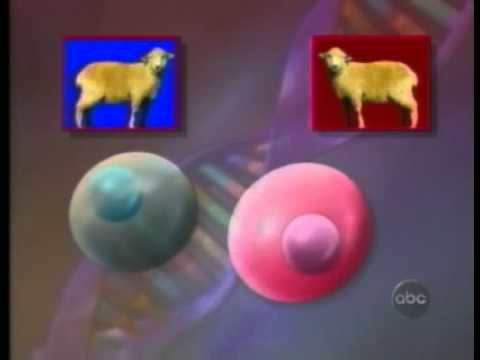 ABC News: Sheep Have Been Cloned movie