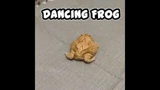 Dancing Frog - Tančící Žába