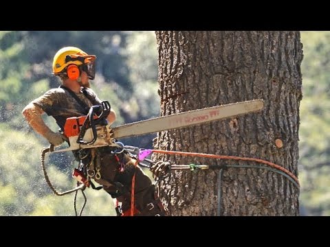 STIHL chainsaws and crane used to take down huge dead White Fir tree in Forest Falls CA