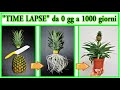 "TIME LAPSE" ANANAS nascita e crescita da zero a 3 anni, con fioritu