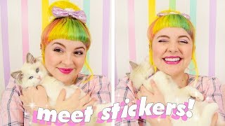 We Got Another Cat Meet Stickers We Got Another Cat Meet Stickers